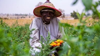 smiling nigerian farmer with fresh tomatoes