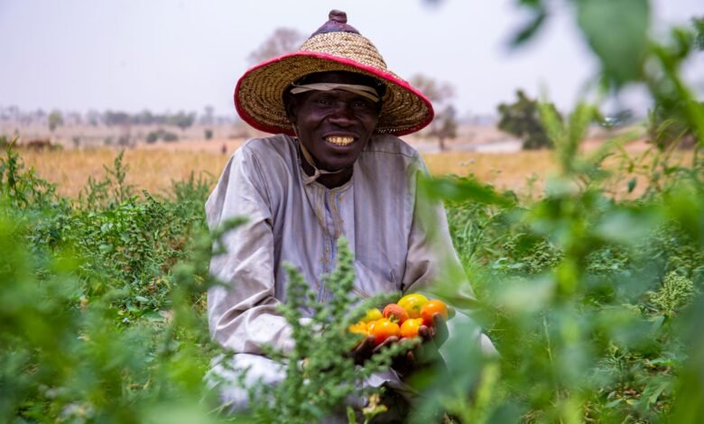 smiling nigerian farmer with fresh tomatoes
