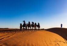 people riding on camels