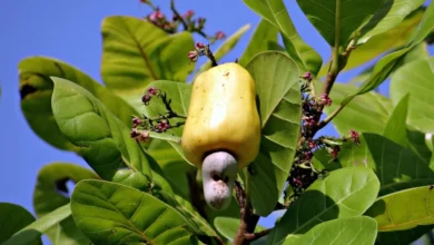 Closeup cashew plant fruit