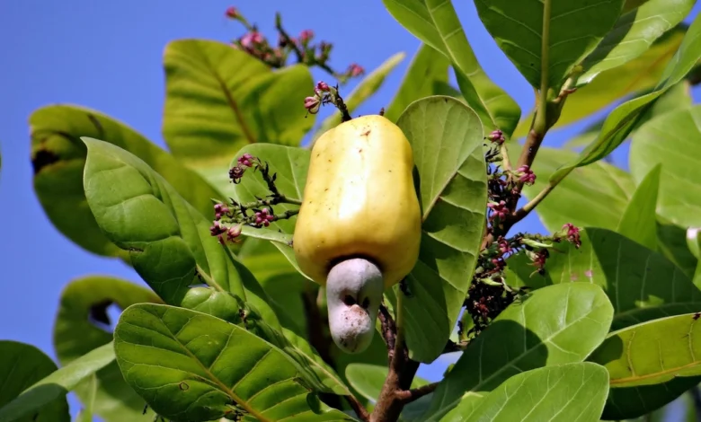 Closeup cashew plant fruit