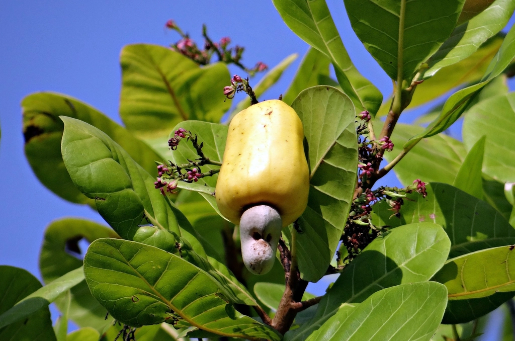 Closeup cashew plant fruit