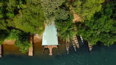 aerial photography of boats on the shore near green trees