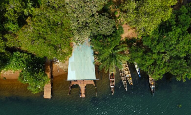 aerial photography of boats on the shore near green trees