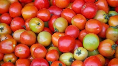 close up of apples