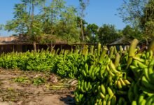 green bananas in rural bangladeshi village
