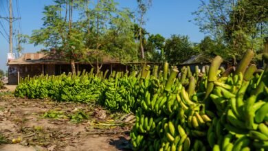 green bananas in rural bangladeshi village