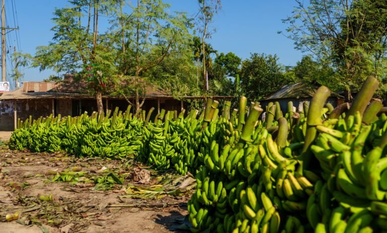 green bananas in rural bangladeshi village