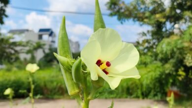 okra flower and pods in ph c ly vietnam
