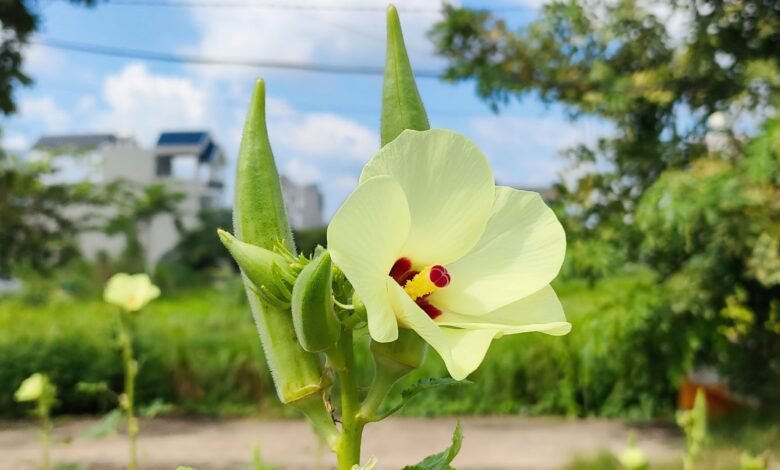 okra flower and pods in ph c ly vietnam