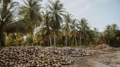 coconut trees under the blue sky