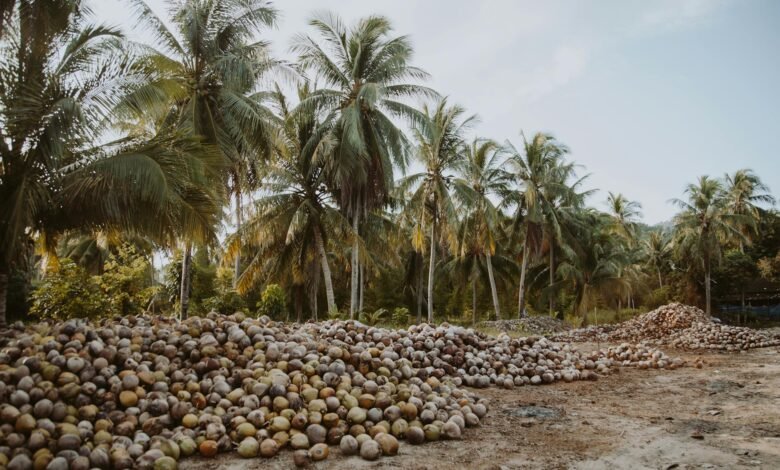 coconut trees under the blue sky