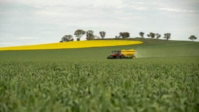 tractor with spreader on canola field
