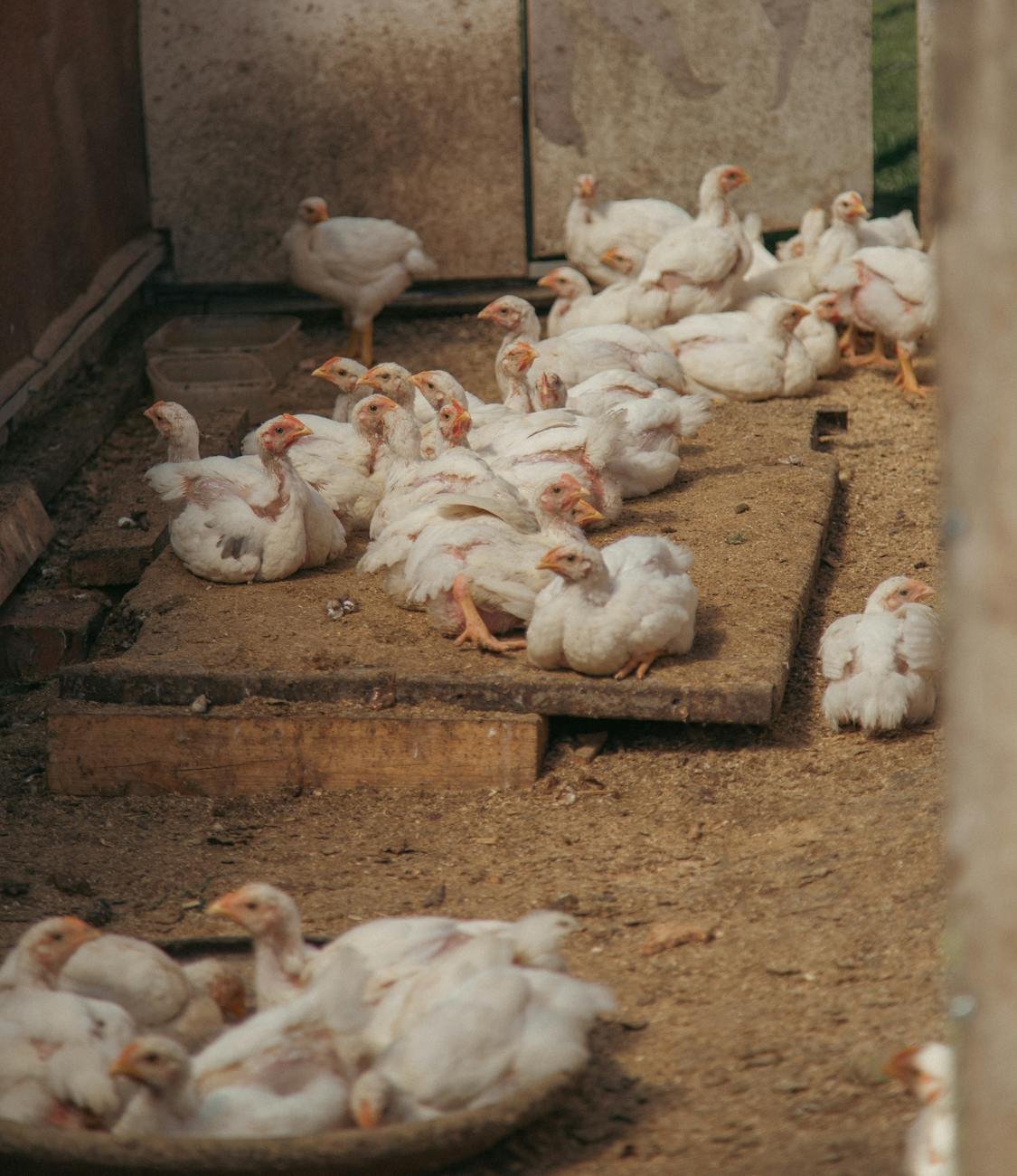 white chicken on the ground